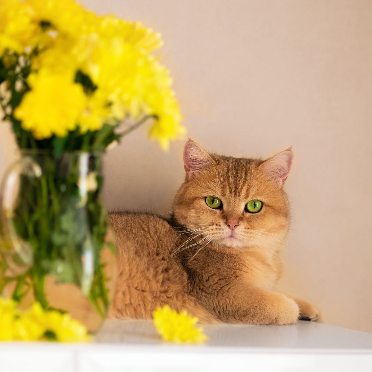 Better Care, Happier Pets, Every Day