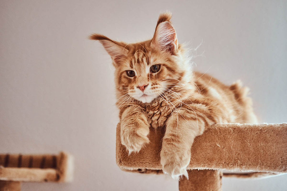 The Day My Pet Taught Me to Slow Down