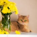 Better Care, Happier Pets, Every Day  3