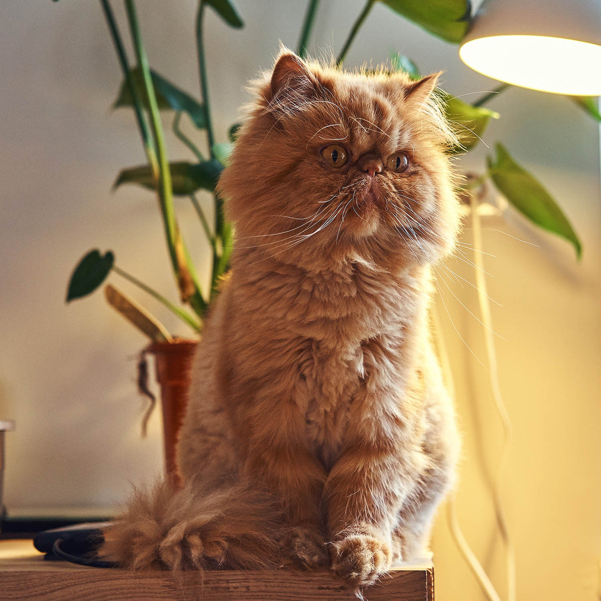 Better Care, Happier Pets, Every Day  4