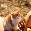 Better Care, Happier Pets, Every Day 5