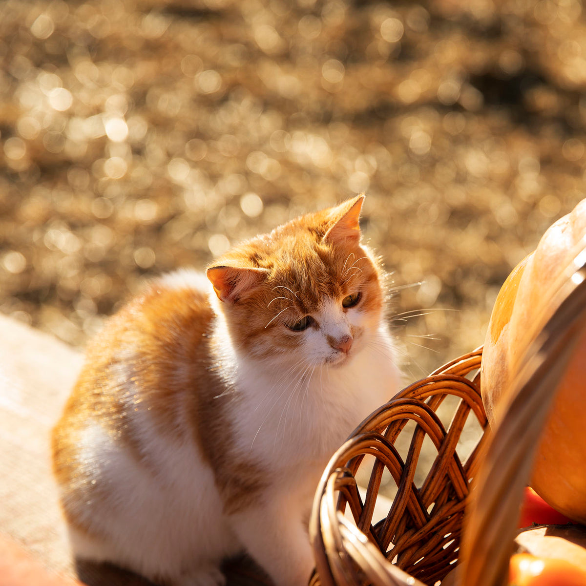Better Care, Happier Pets, Every Day 5